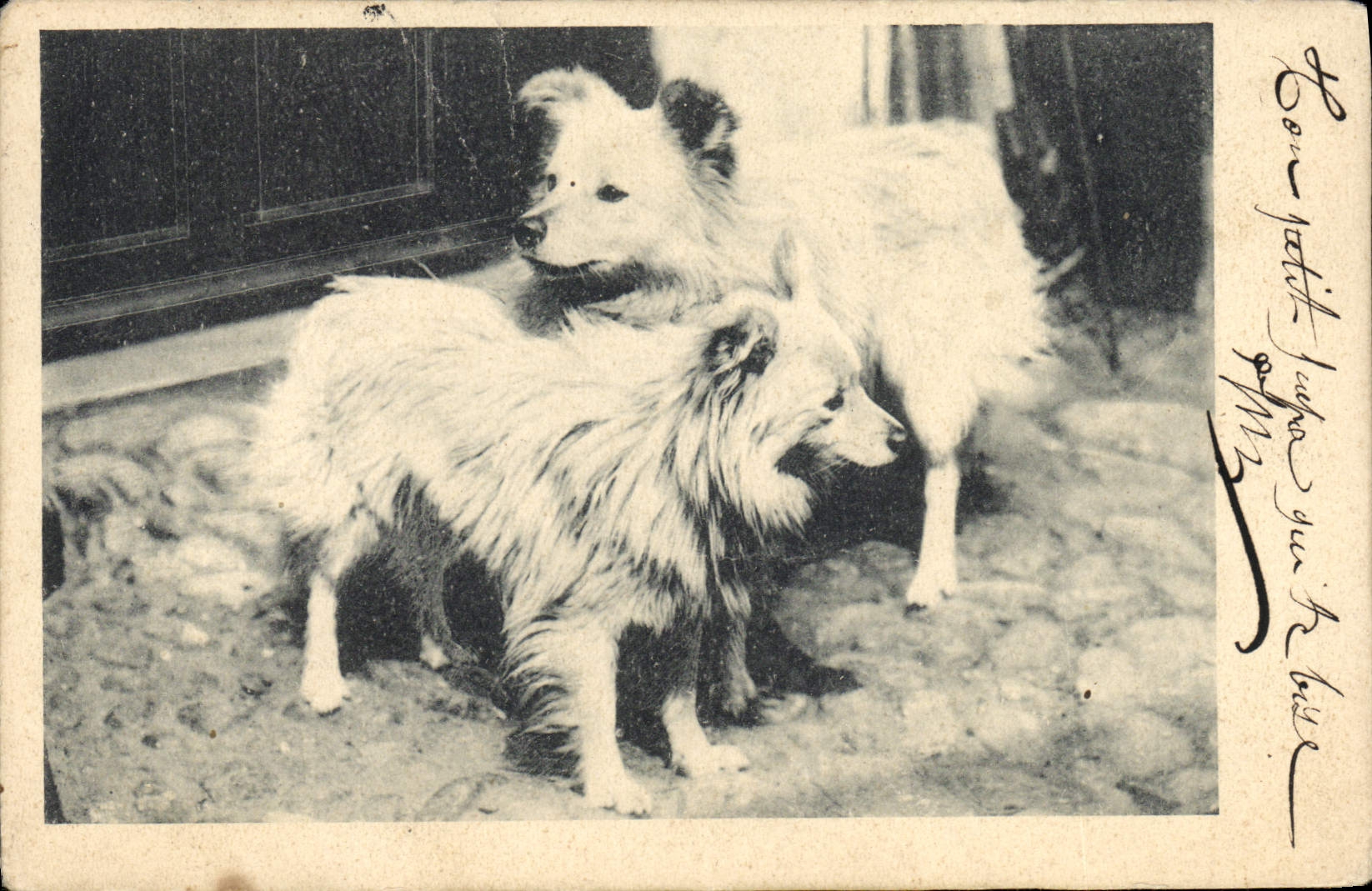 CPA Chien Chiens 