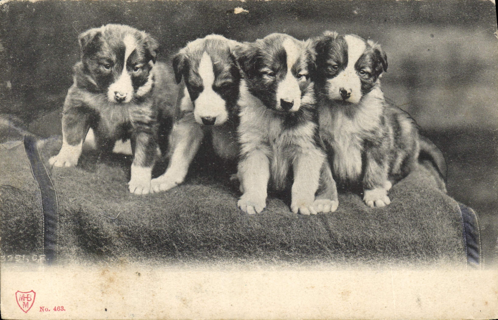 CPA Chien Chiens 