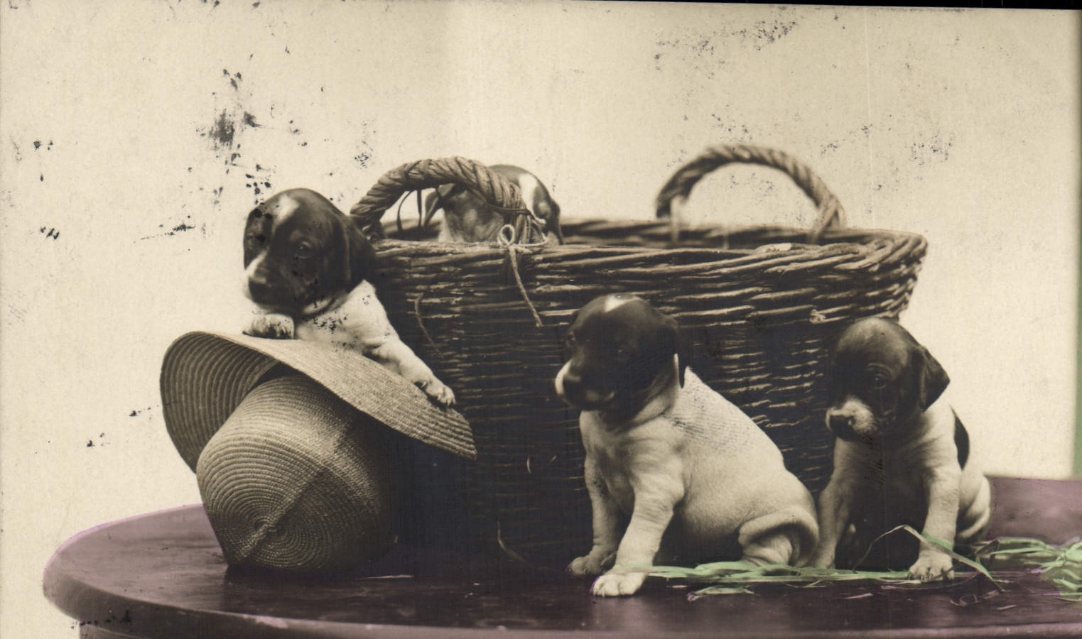 CPA Chien Chiens 