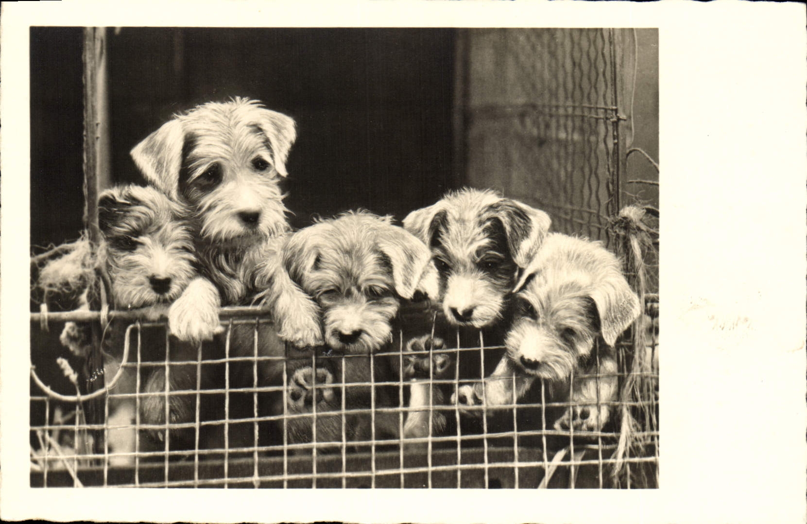 CPA Chien Chiens 