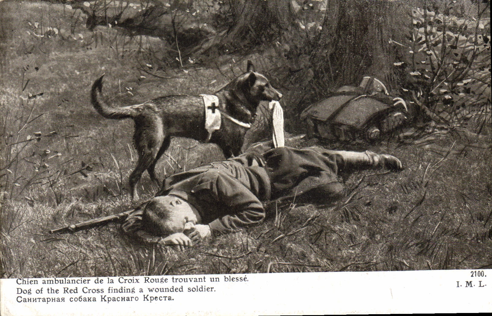 CPA Chien ambulancier de la Croix Rouge trouvant un blesse Militaria Chiens 
