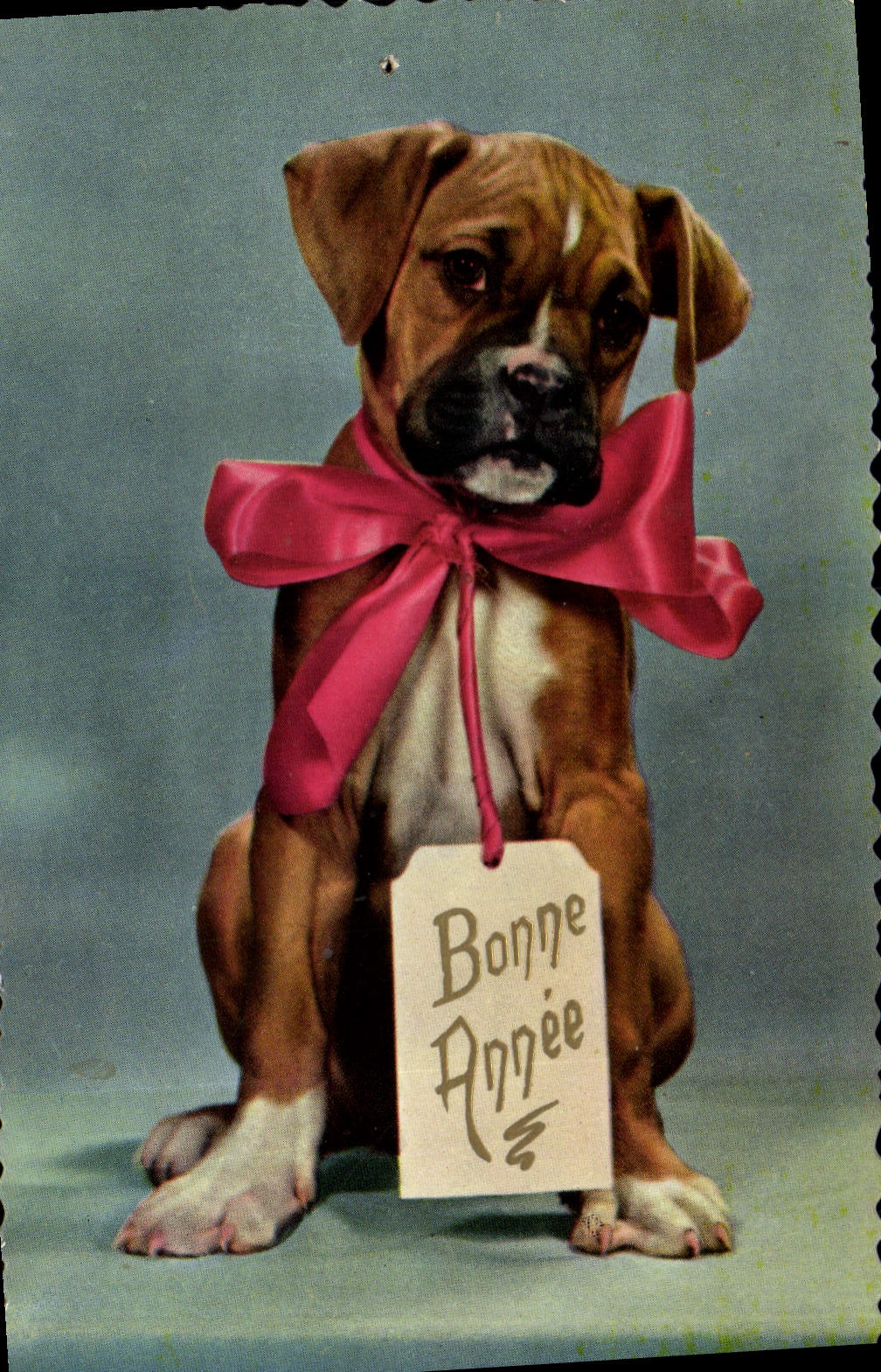 Modern Postcard Dog Dogs