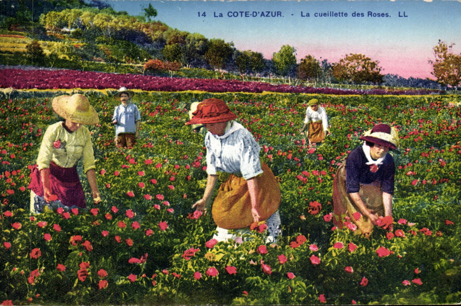 CPA Cueillette des roses Cote d'Azur 