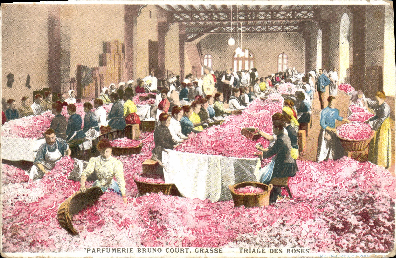 CPA Cueillette Parfumerie Bruno Court Grasse Triage des roses 
