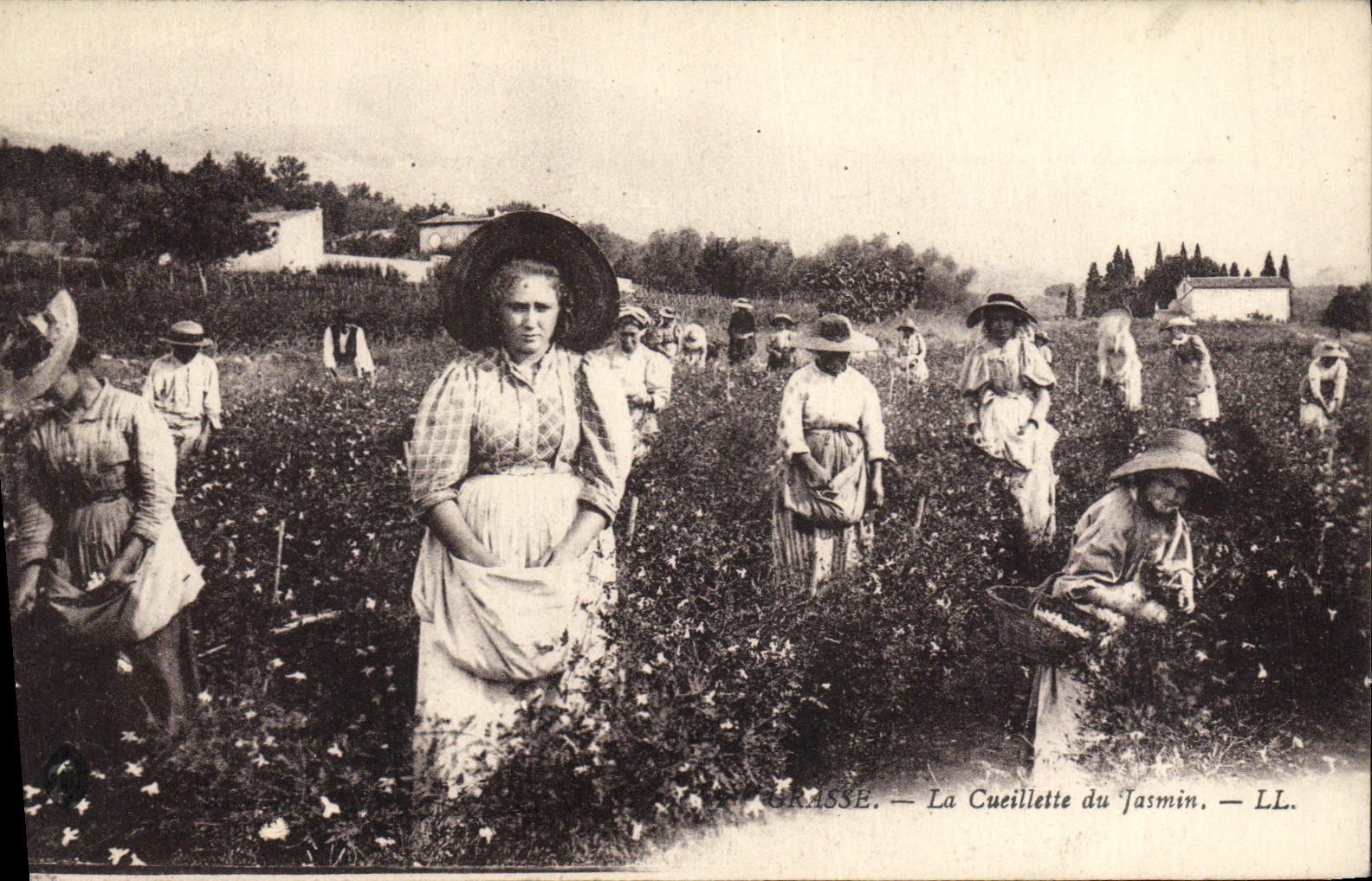 CPA Cueillette du jasmin Grasse 