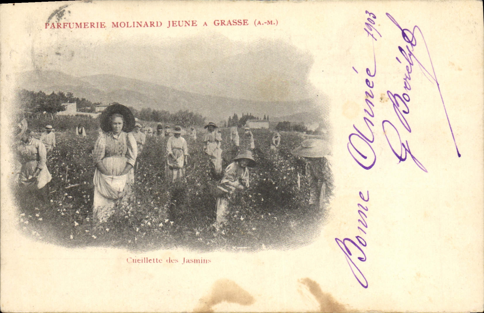 CPA Cueillette des jasmins Parfumerie Molinard Jeune 
