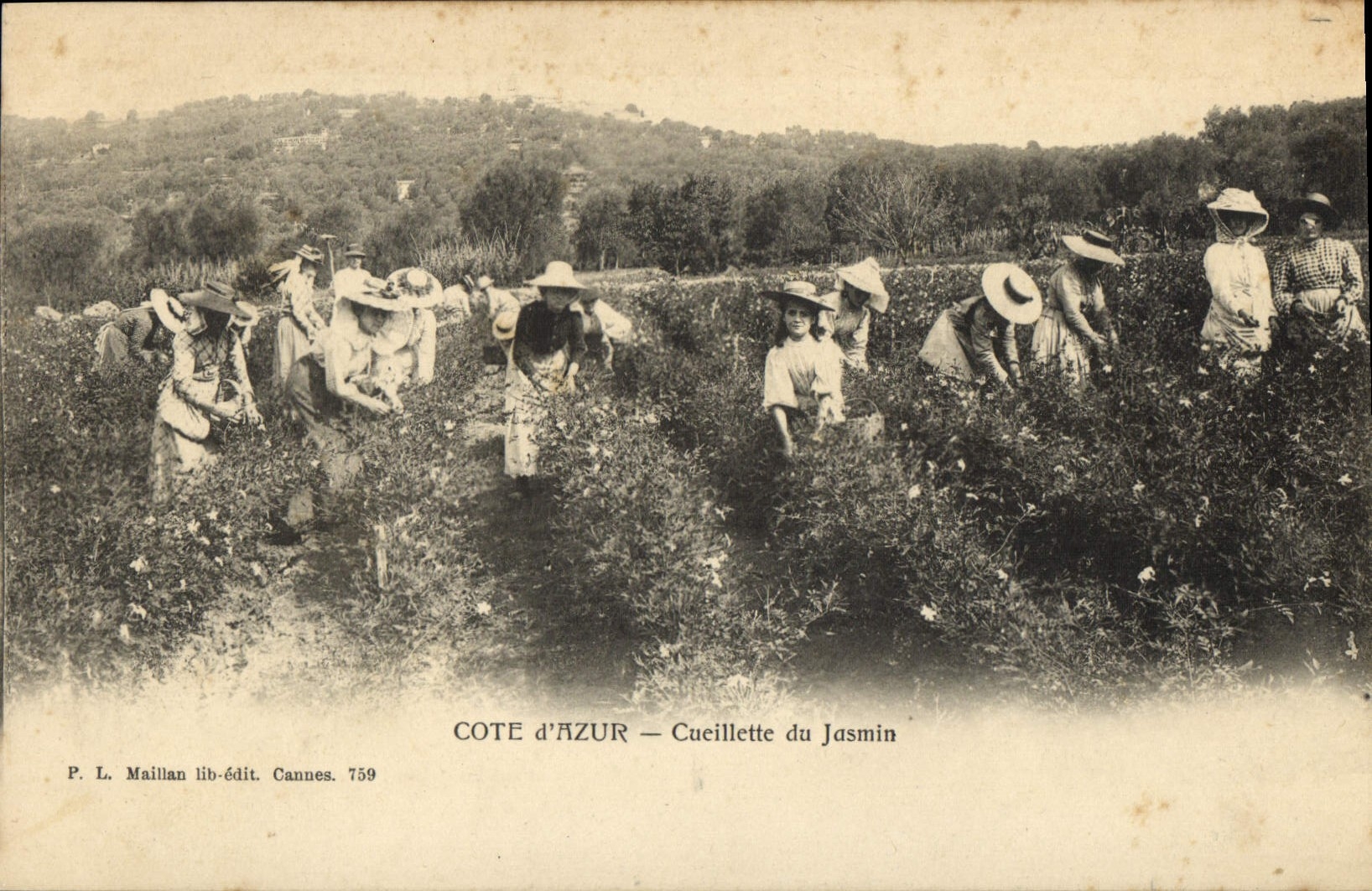 CPA Cueillette du jasmin Cote d'Azur 