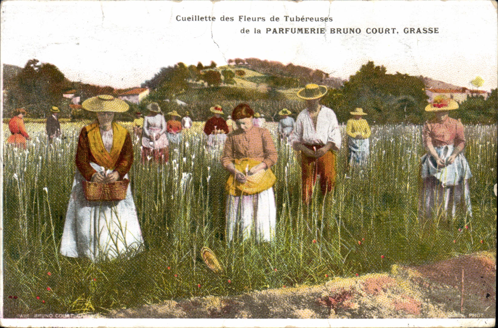 Postal Recolección de las flores de tuberosa de la Perfumería Bruno Court Grasse
