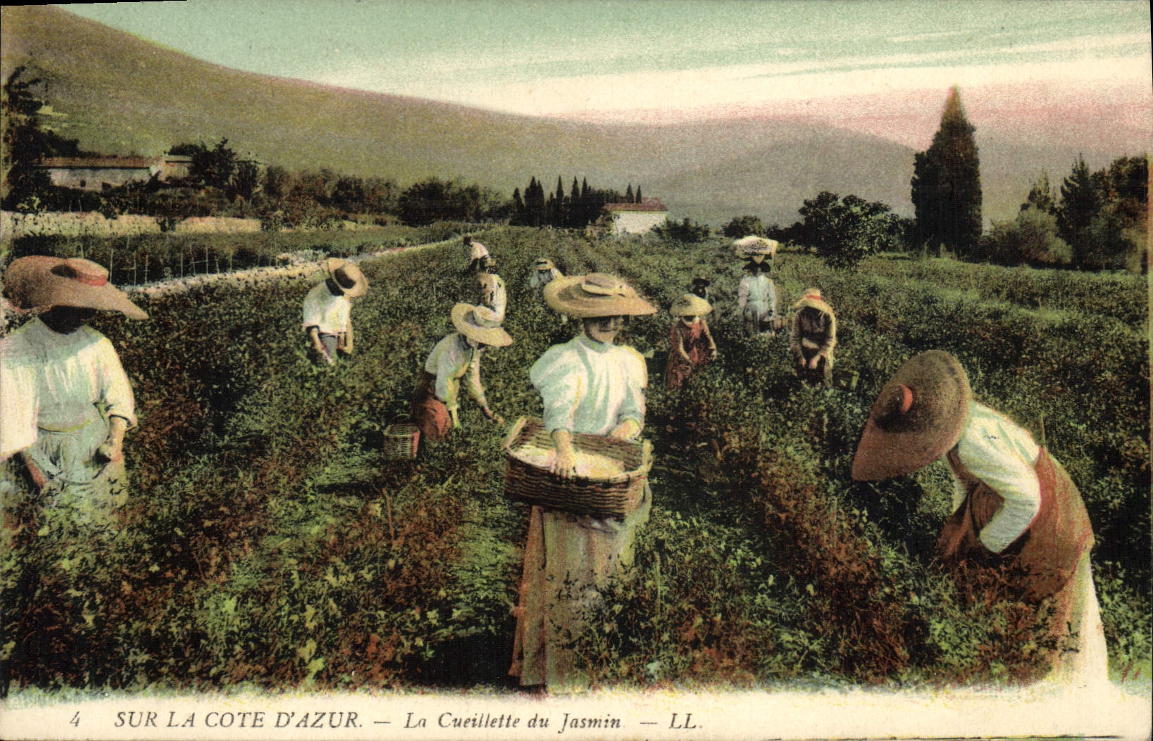 CPA Cueillette du jasmin Cote d'Azur 