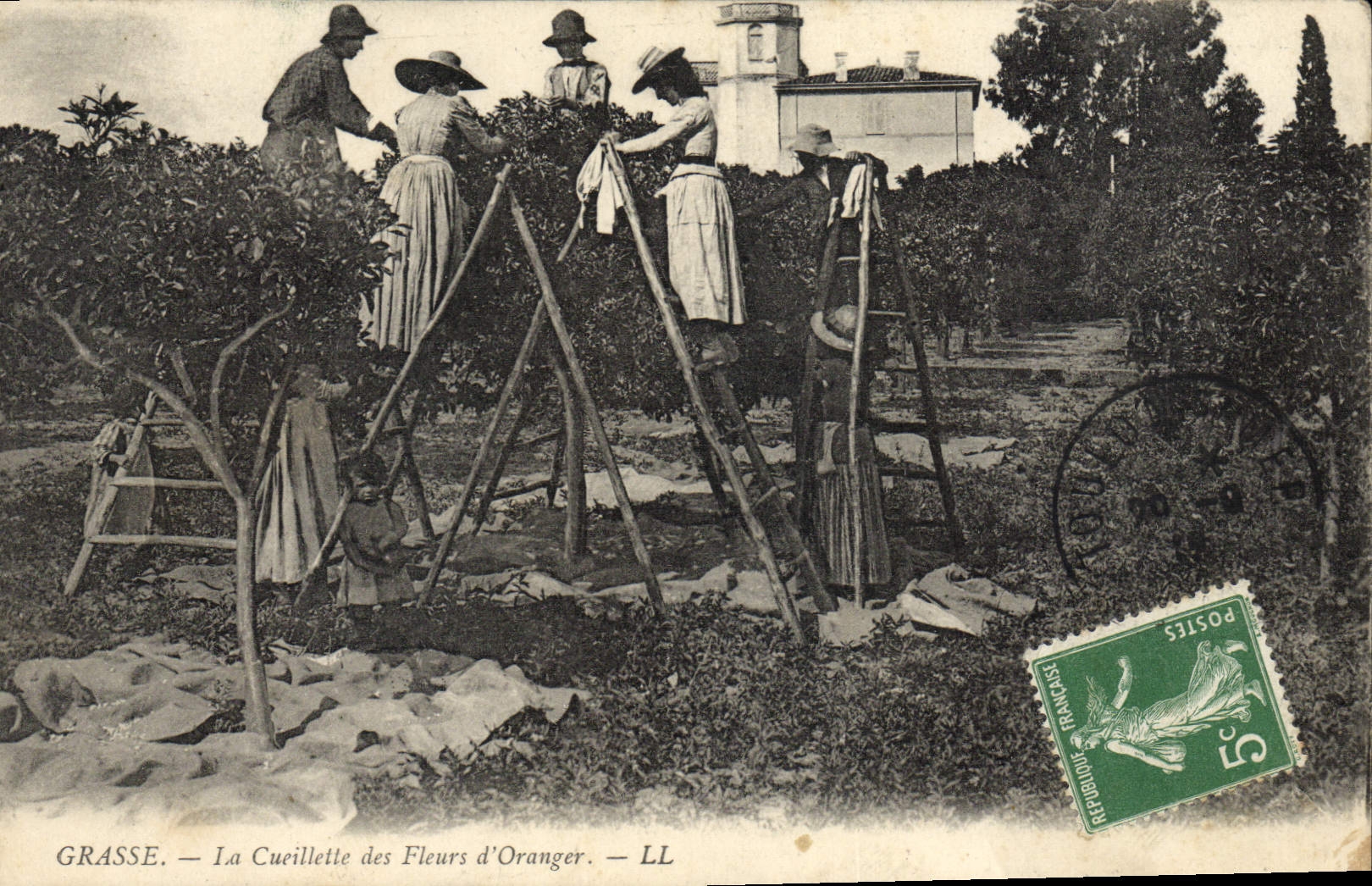 Vintage Postcard Fatty Gathering of the flowers of orange tree