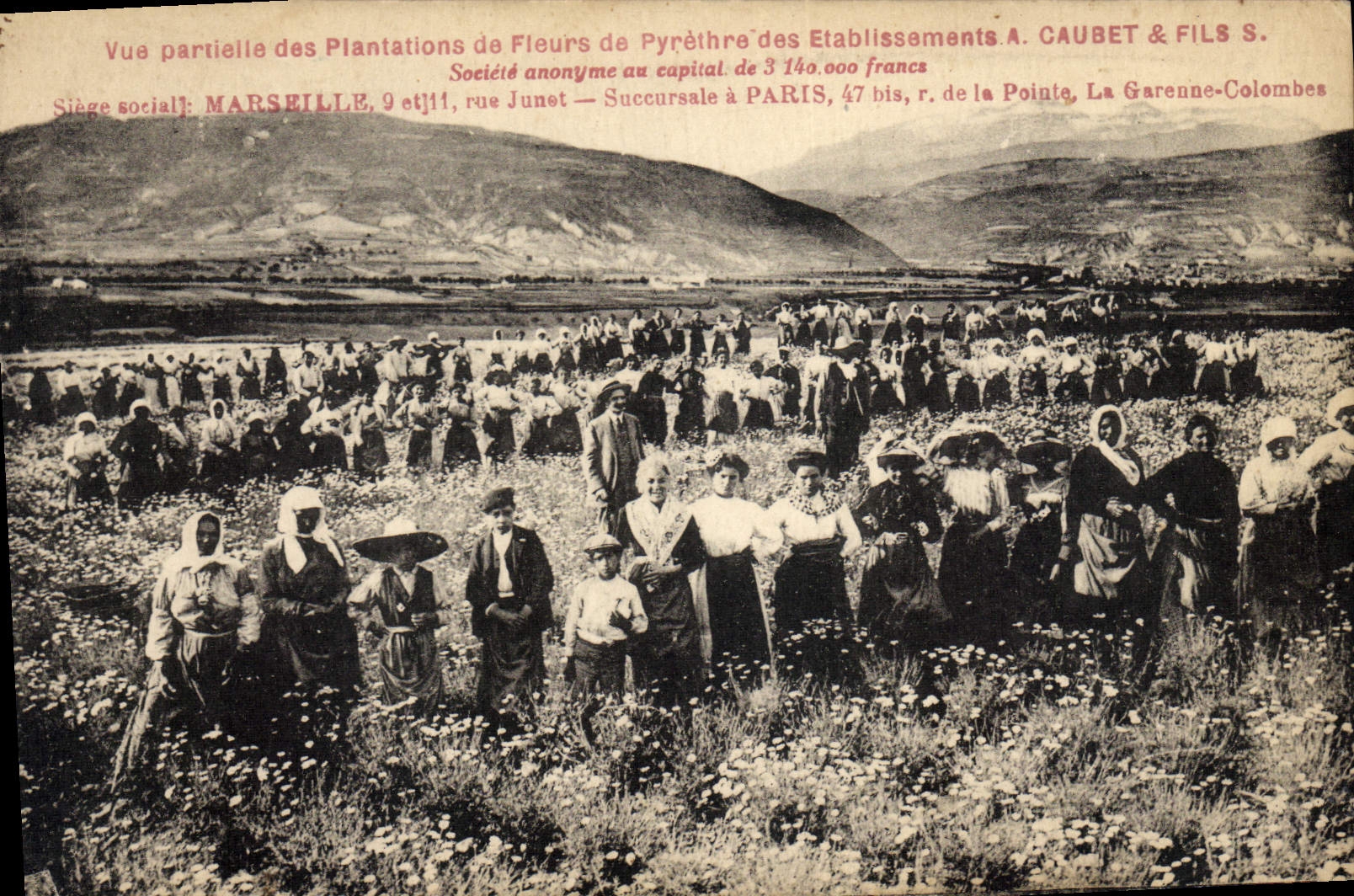 Vintage Postcard Gathering Seen partial of the plantations of flowers of Pyrethre of the Caubet establishments & Marseilles Son