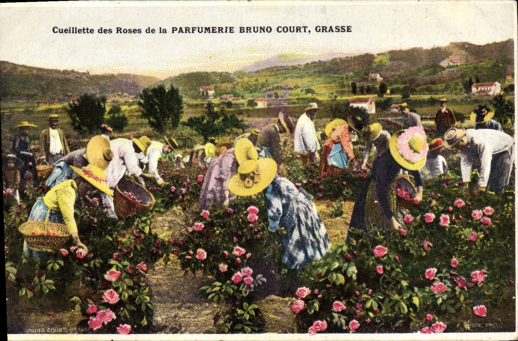 CPA Cueillette des roses de la Parfumerie Bruno Court Grasse 