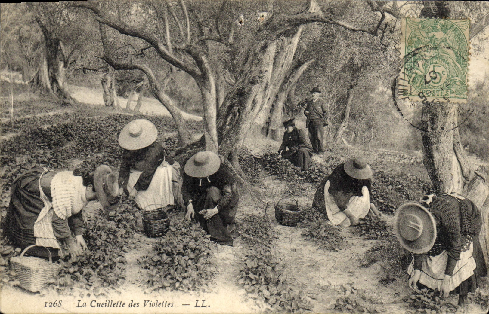CPA Cueillette des violettes 