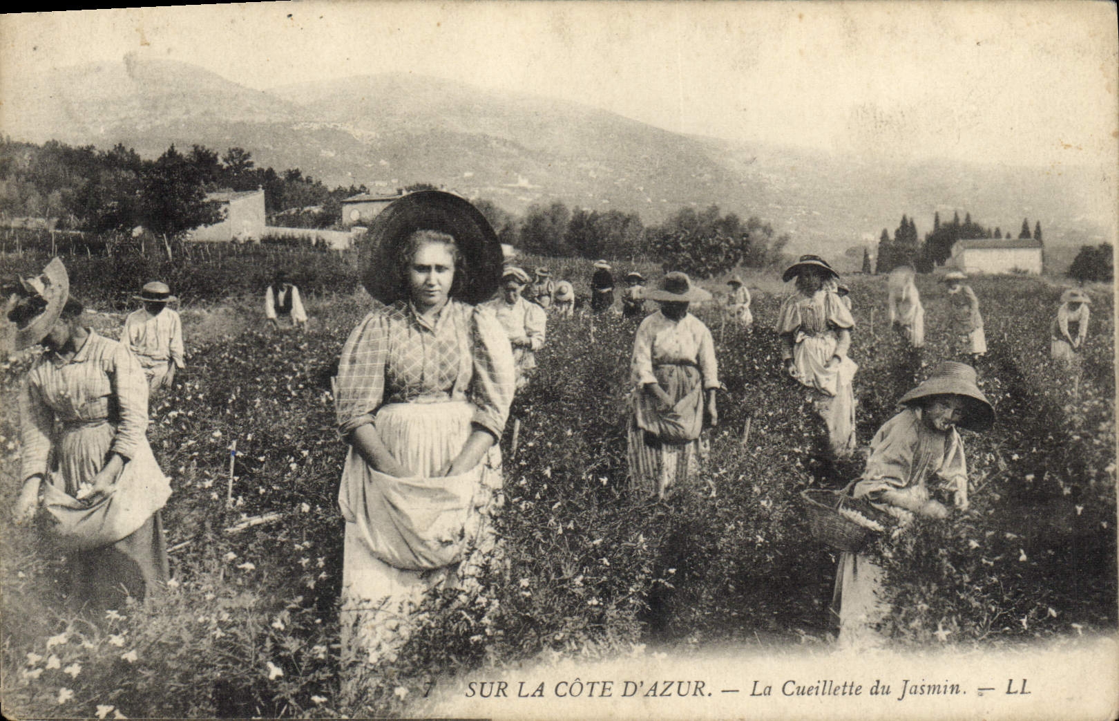 CPA Cueillette du jasmin Cote d'Azur 