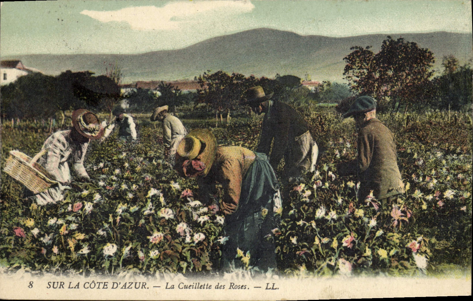 CPA Cueillette des roses Cote d'Azur 