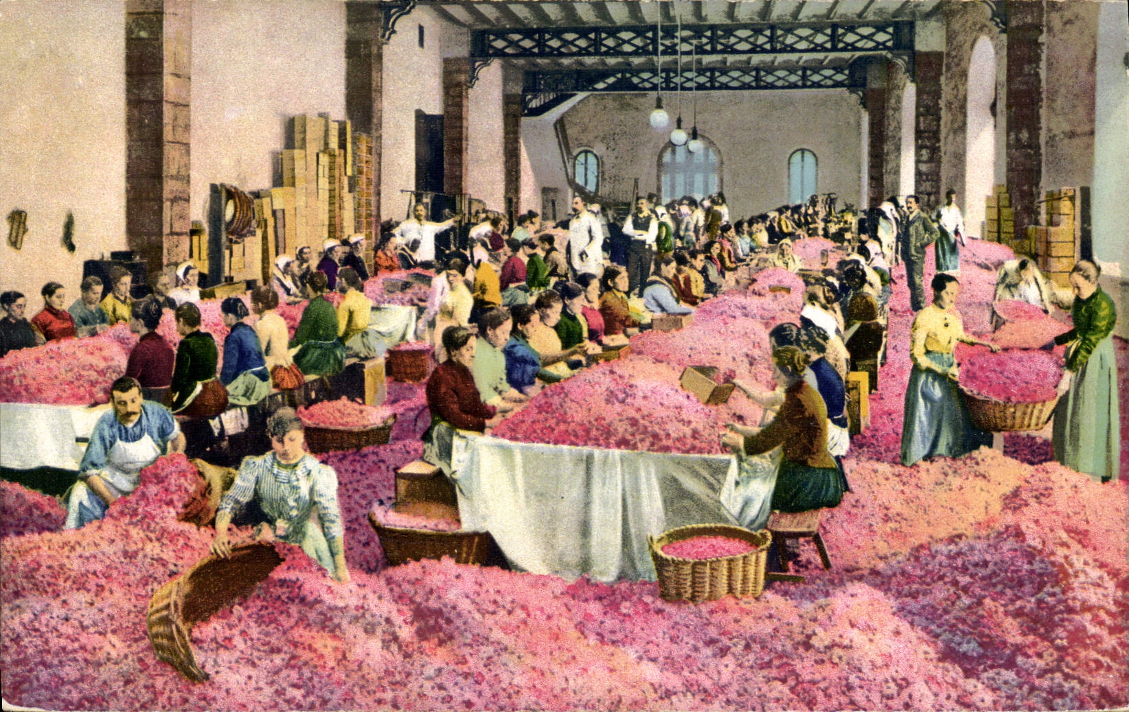 CPA Cueillette Triage des roses 