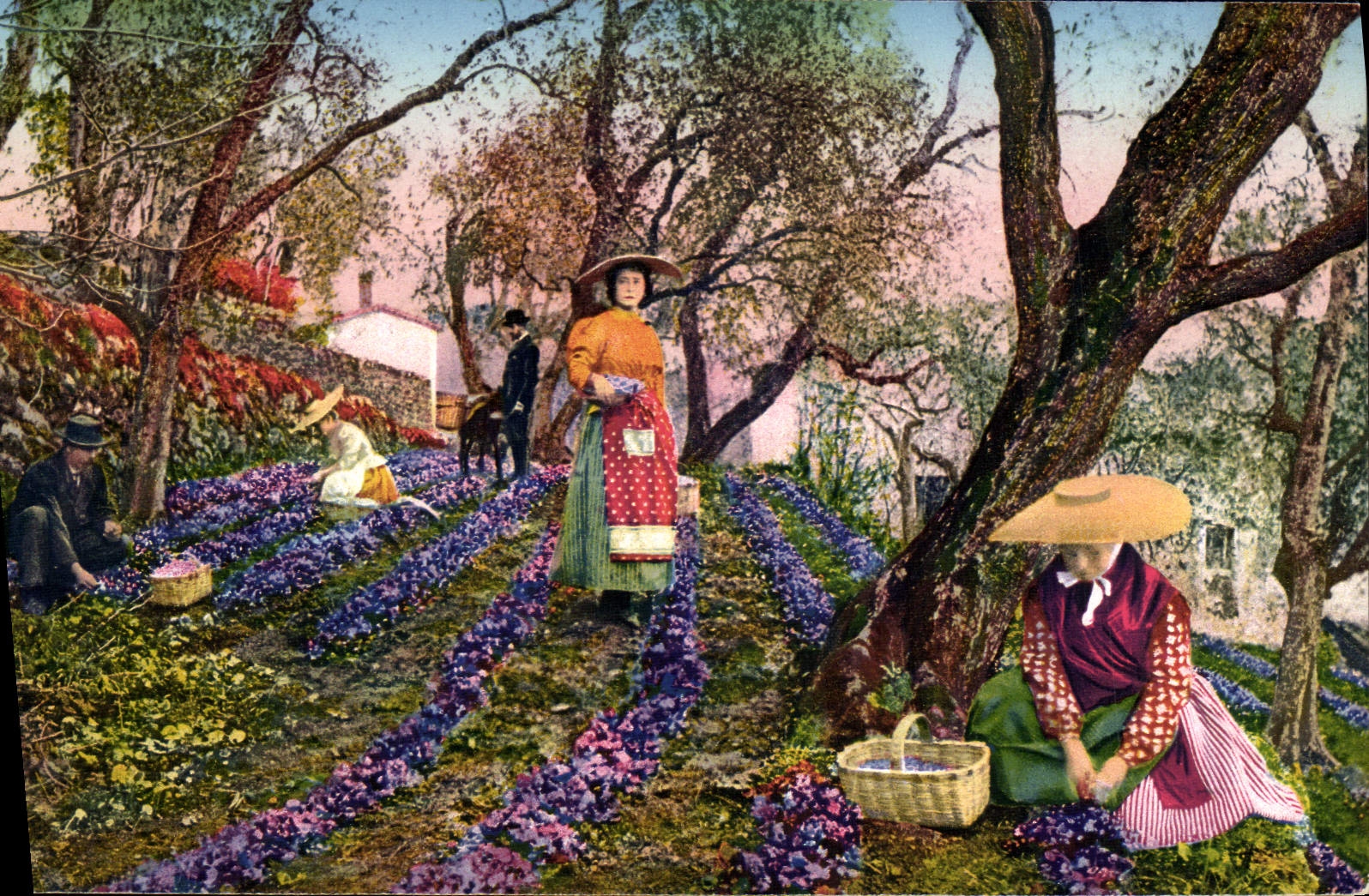 CPA Cueillette des violettes Cote d'Azur 