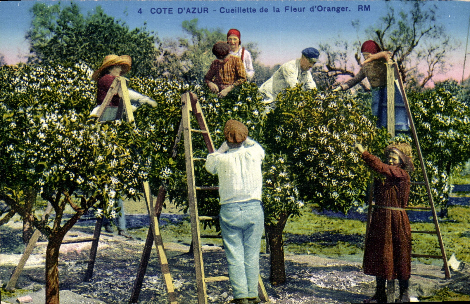 CPA Cueillette de la fleur d'oranger Cote d'Azur