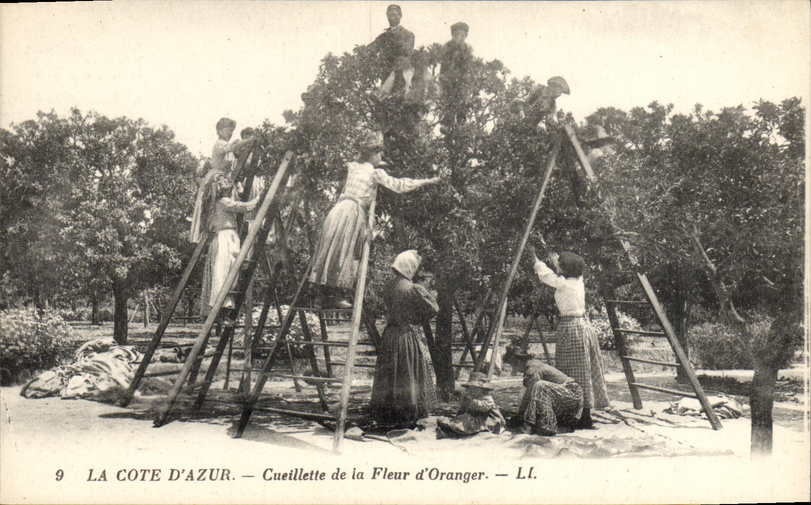CPA Cueillette de la fleur d'oranger Cote d'Azur 