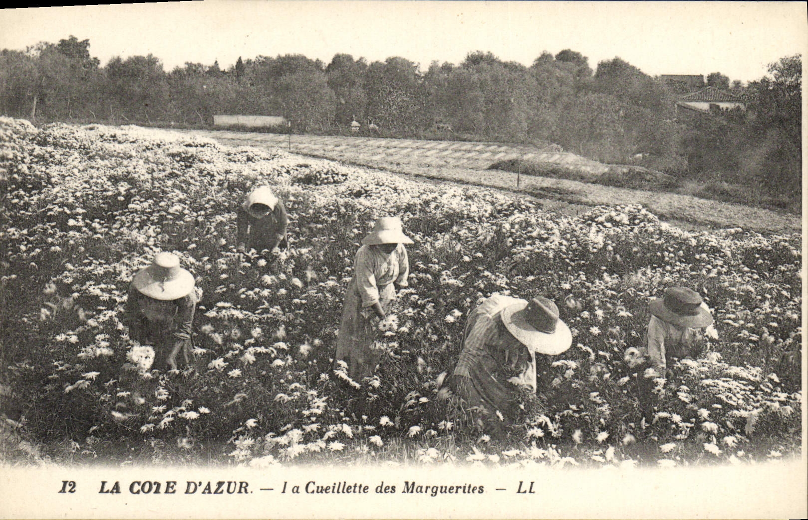 CPA Cueillette des marguerites Cote d'Azur 
