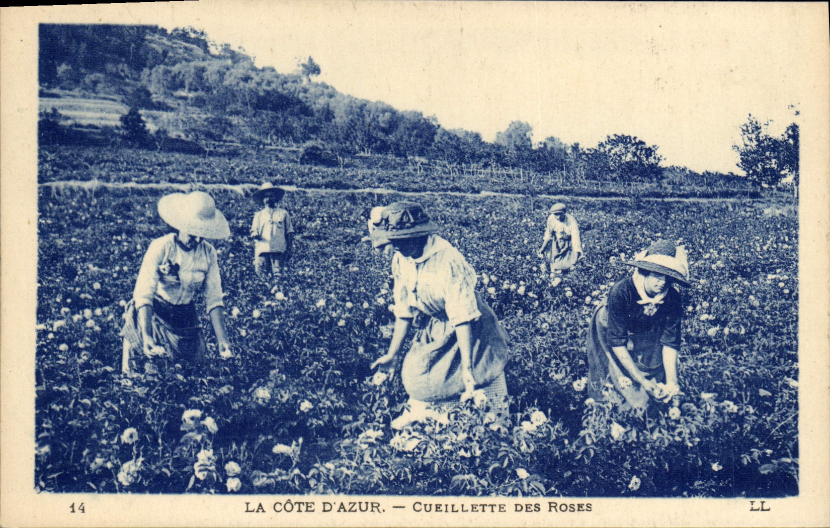 CPA Cueillette des roses Cote d'Azur 