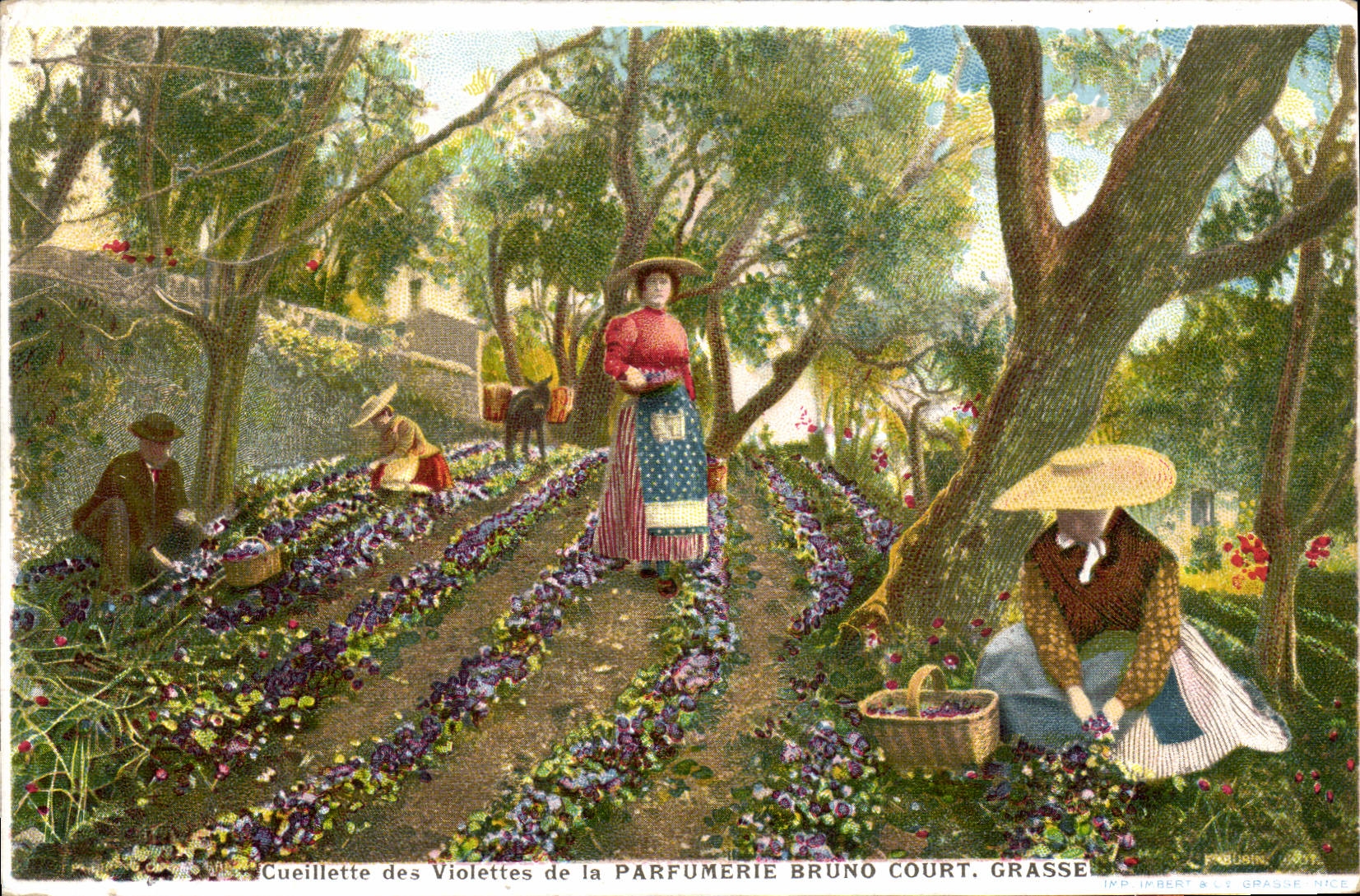 CPA Cueillette des violettes de la Parfumerie Bruno Court Grasse 