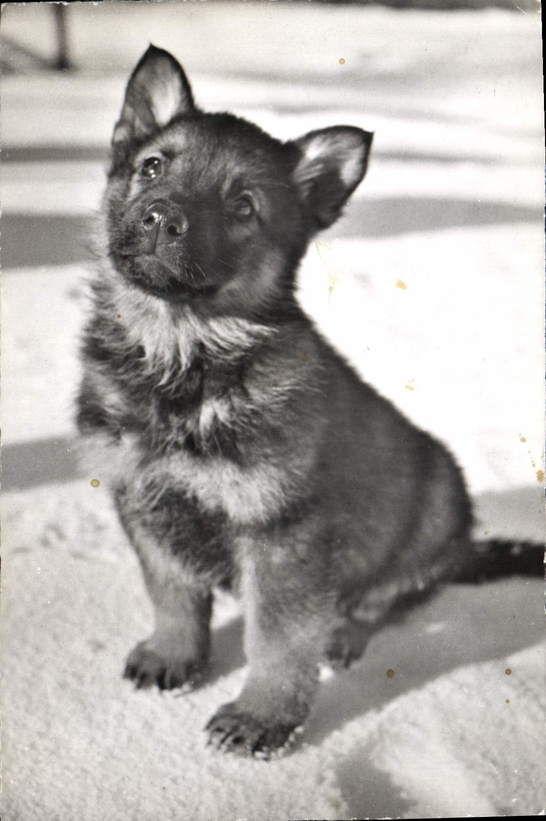 Modern Postcard Dog Dogs faithful Friend