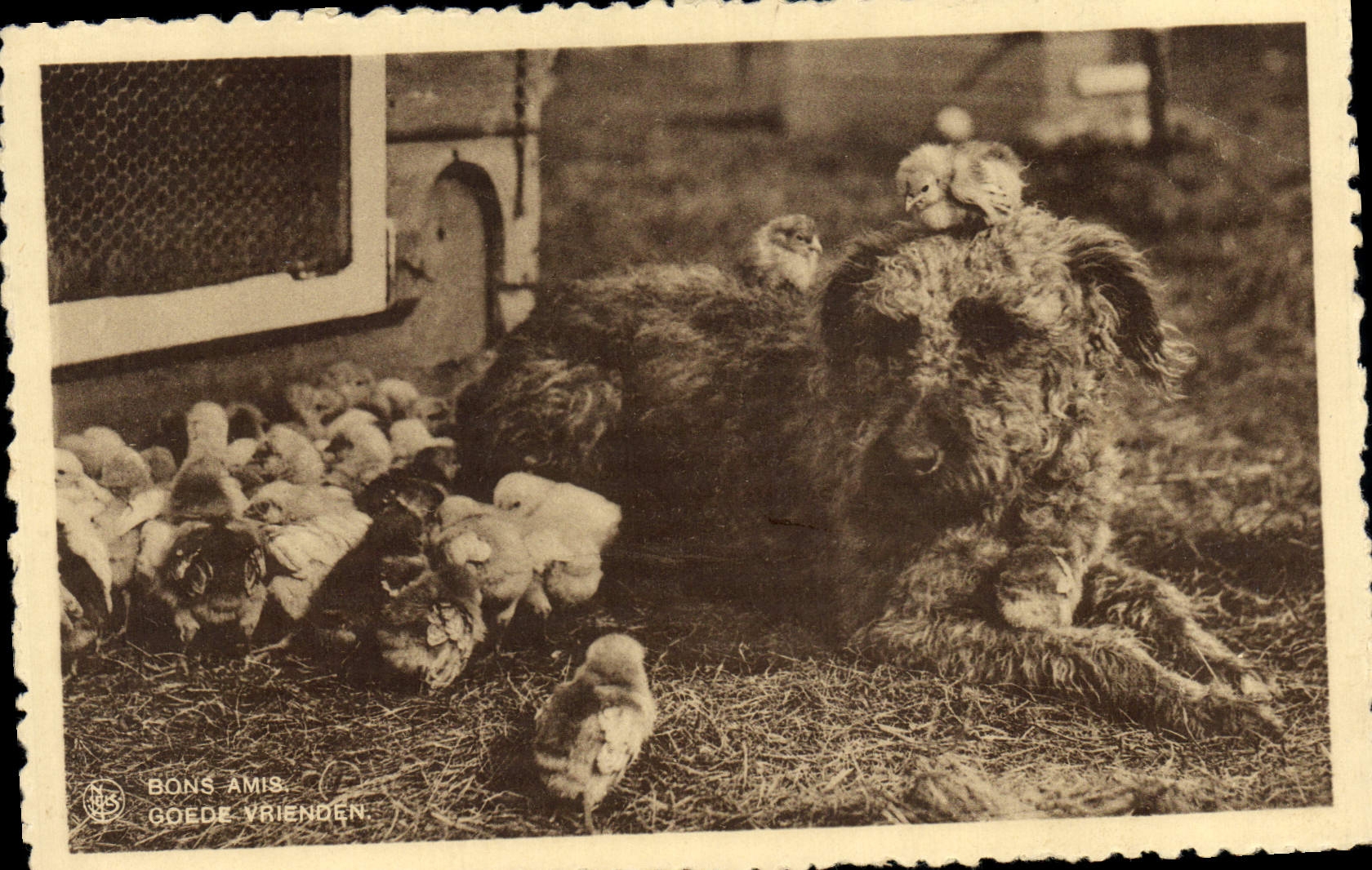 Vintage Postcard Dog Dogs Good friendly Chicks