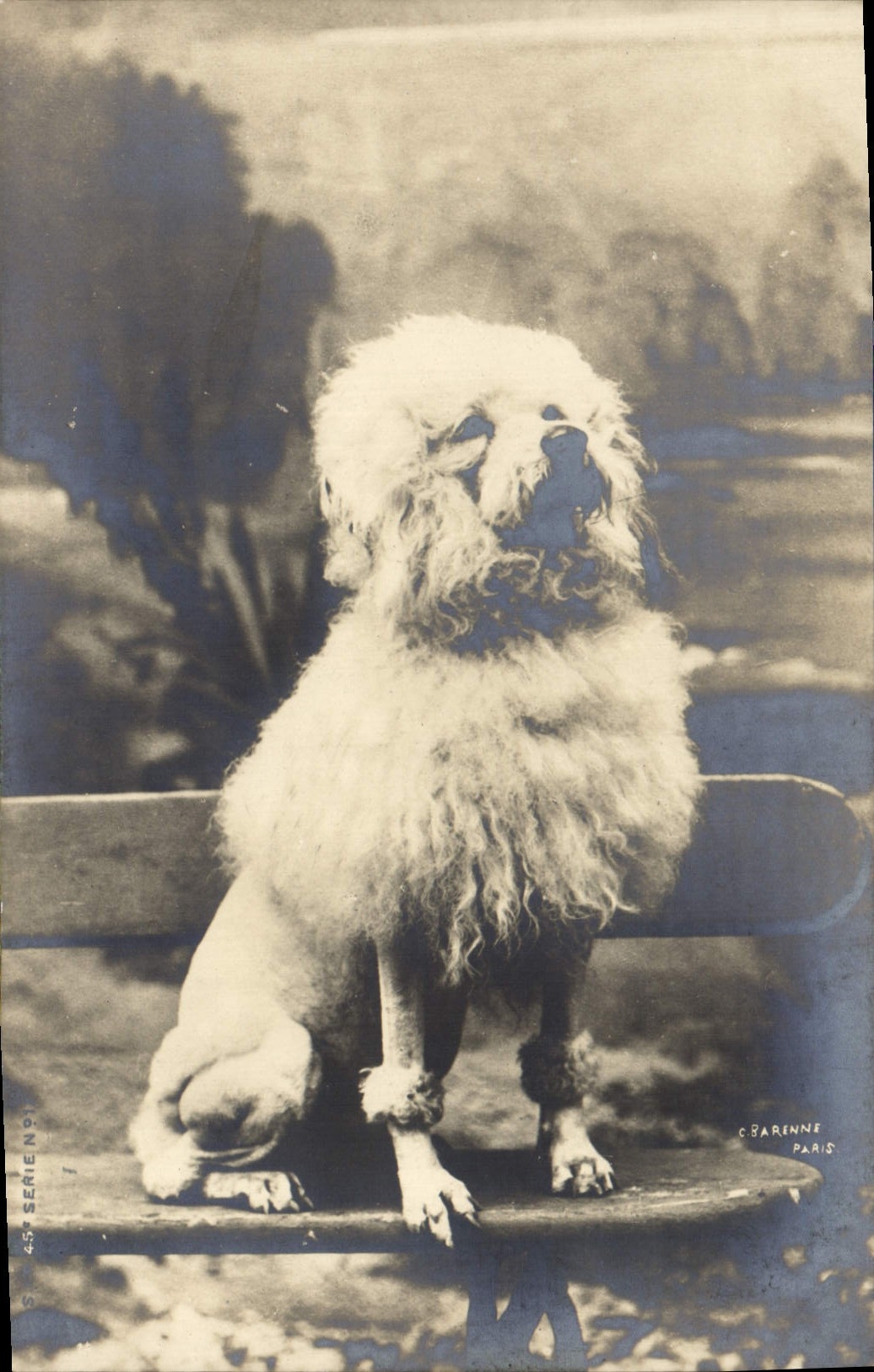 CPA Chien Chiens Caniche 