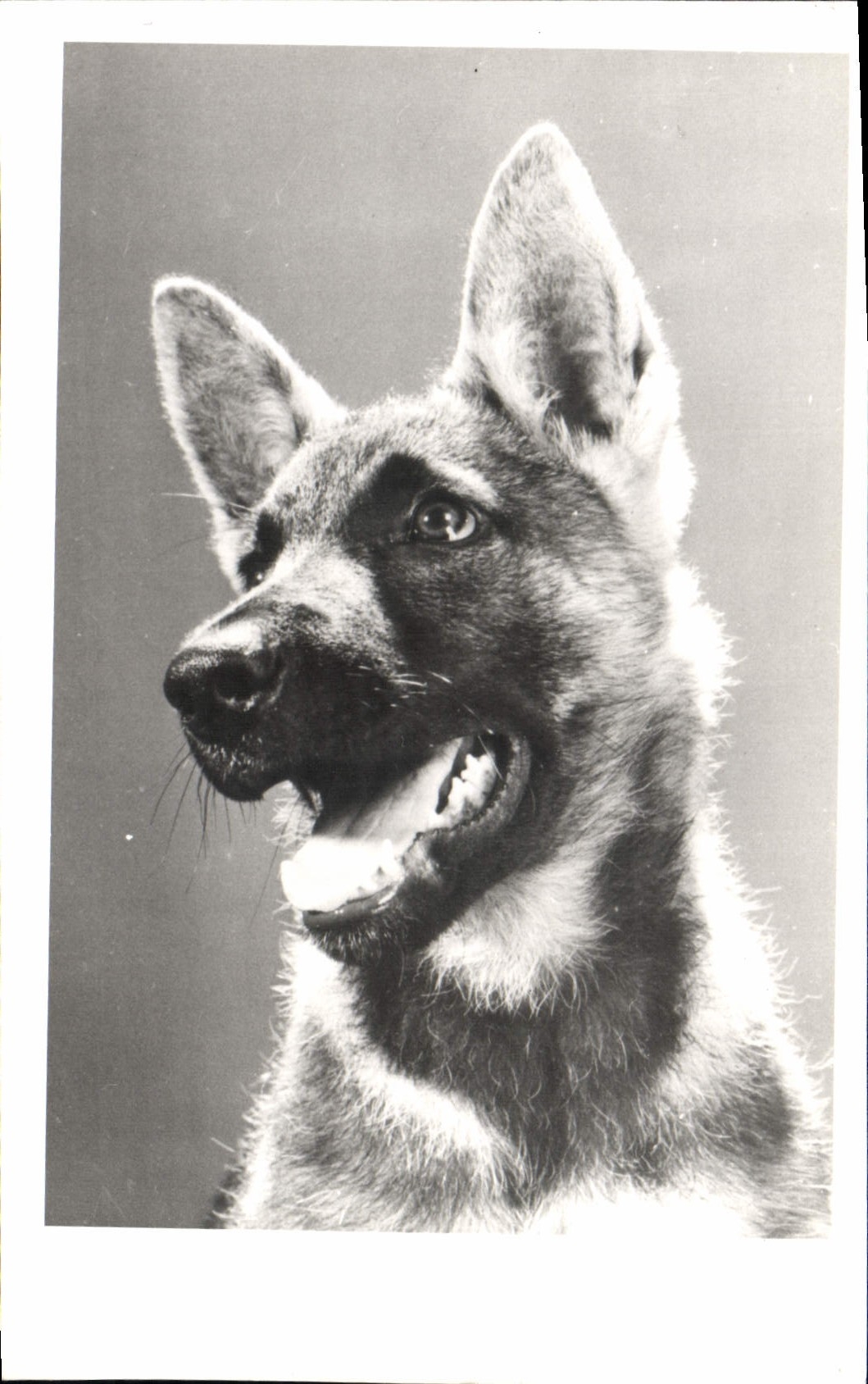 CPA Chien Chiens Berger allemand 