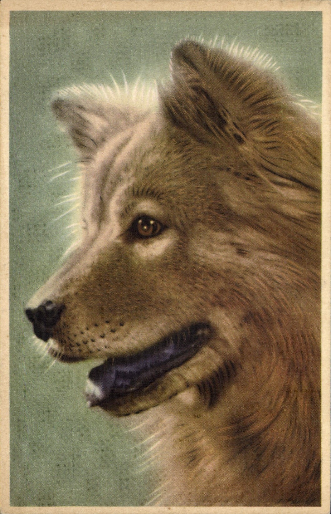 CPA Chien Chiens 