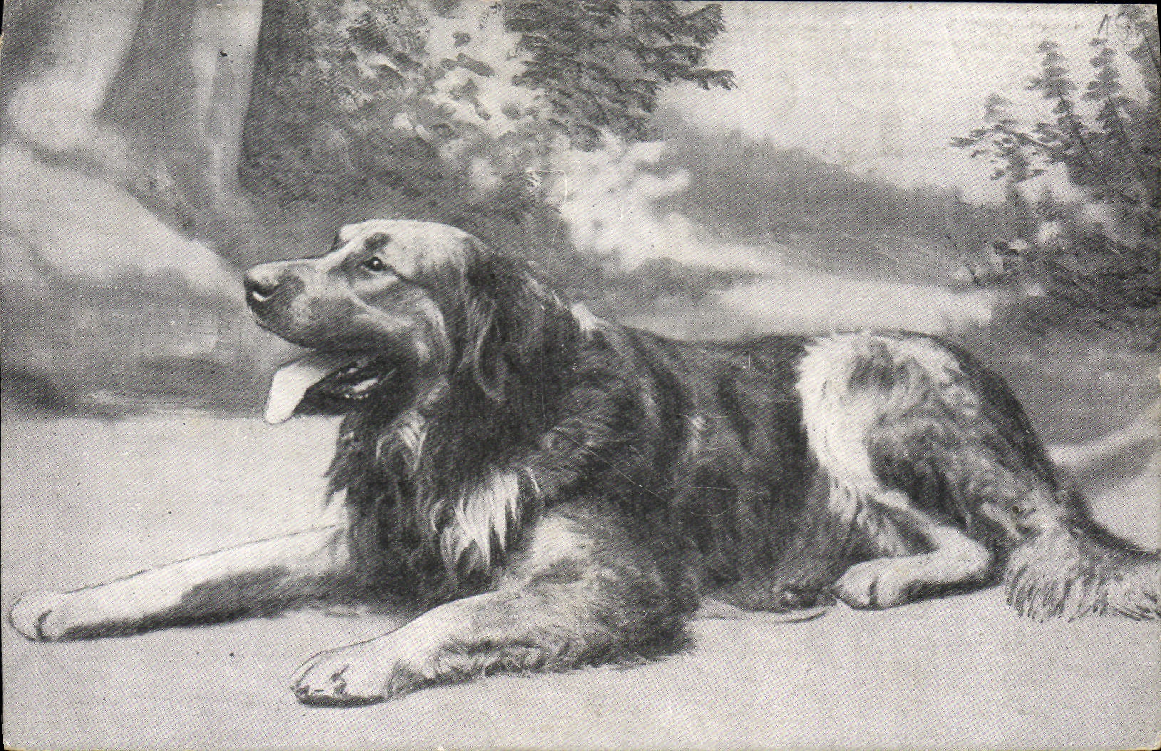 CPA Chien Chiens 