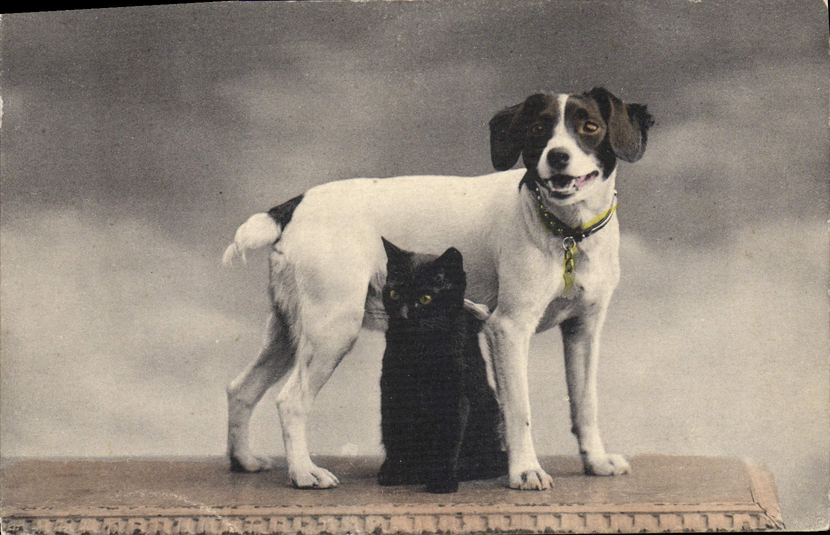Vintage Postcard Dog Dogs Cat Kitten