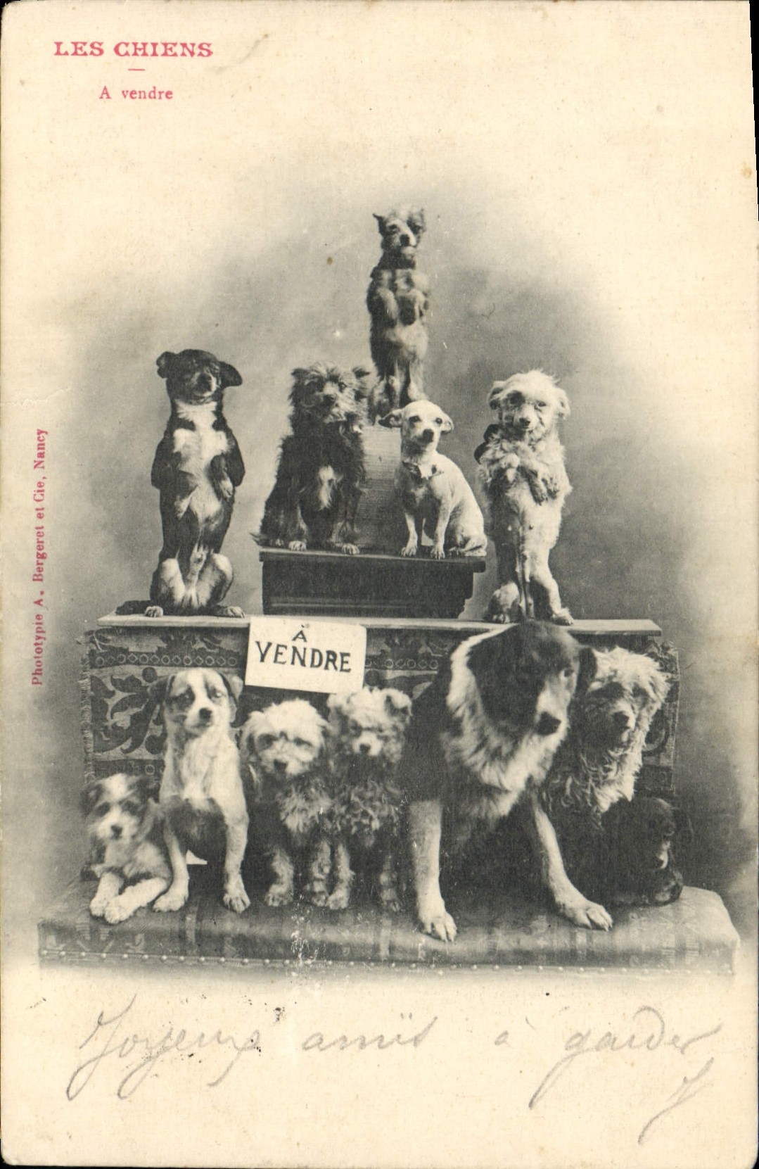 Vintage Postcard Dog Dogs to be sold