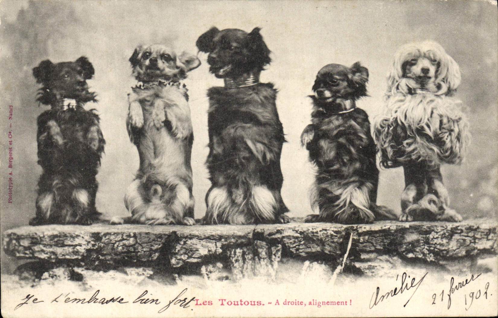 CPA Chien Chiens Les toutous 
