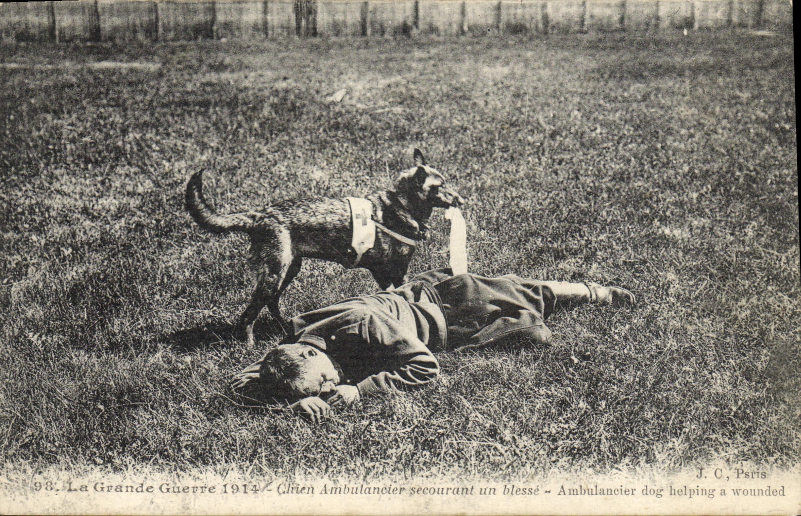 Vintage Postcard Chien Dogs Dog ambulance man helping one wounds Militaria Red Cross