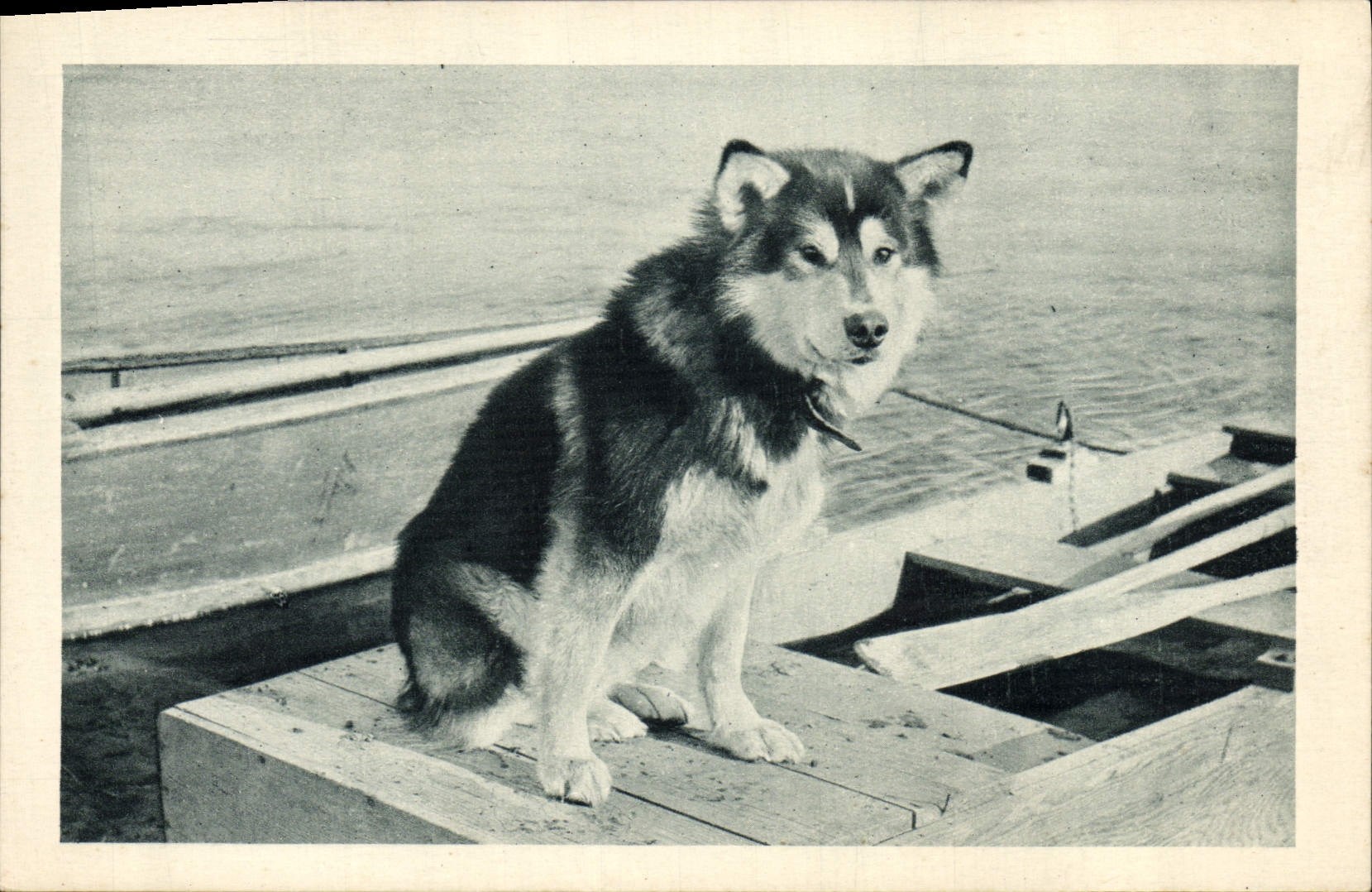Vintage Postcard Dog Spat Dogs the dog of head of the attachment of Mary' S Polar Alaska igloo