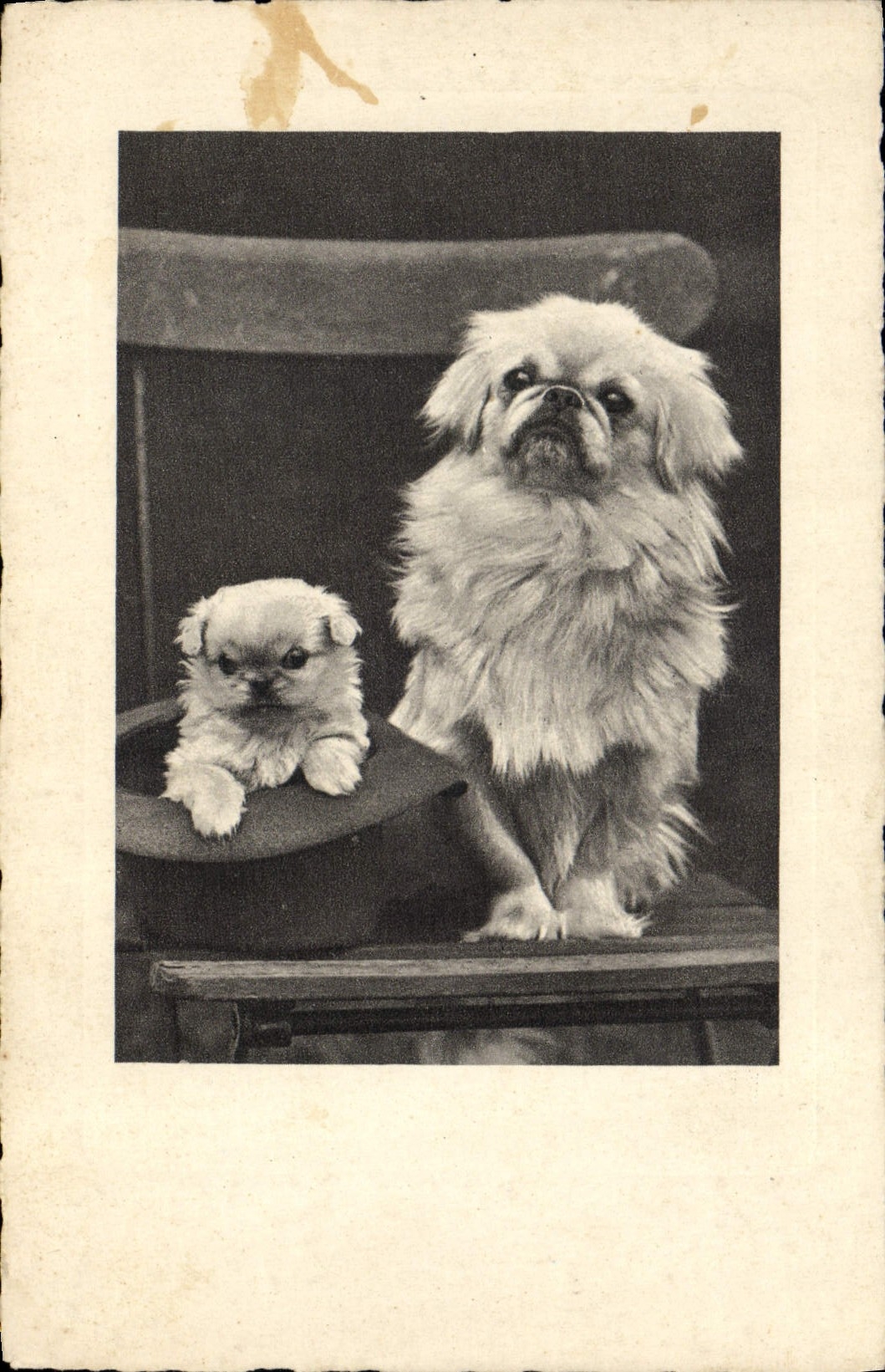 CPA Chien Chiens 