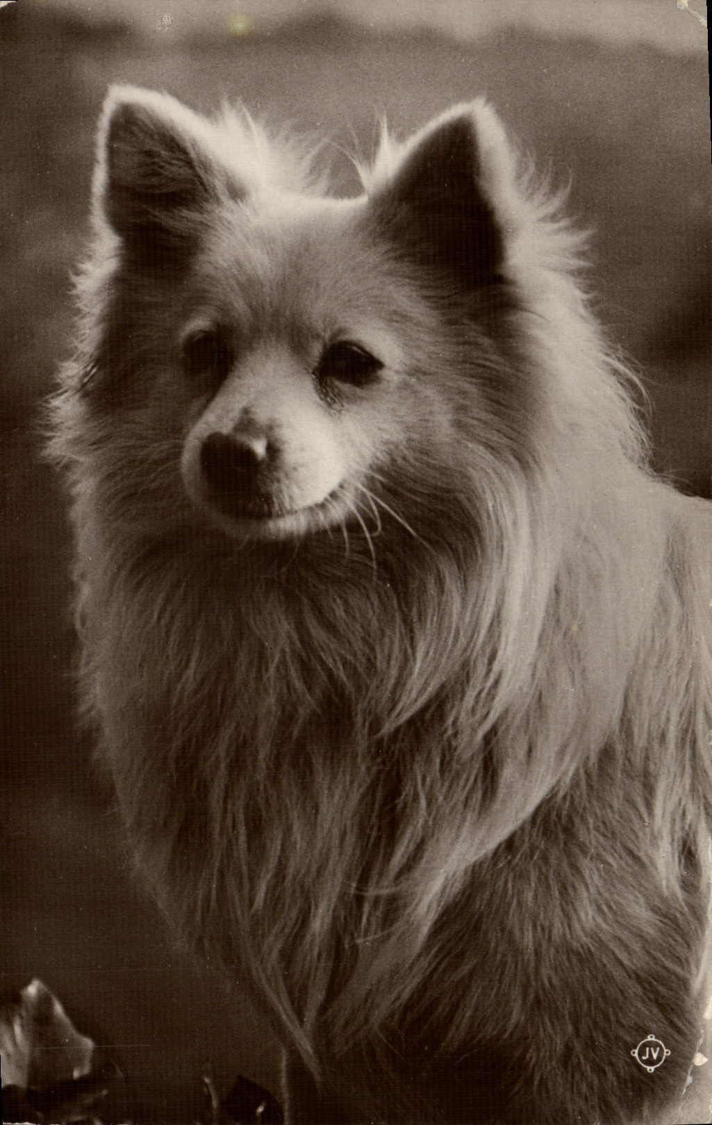 CPA Chien Chiens 