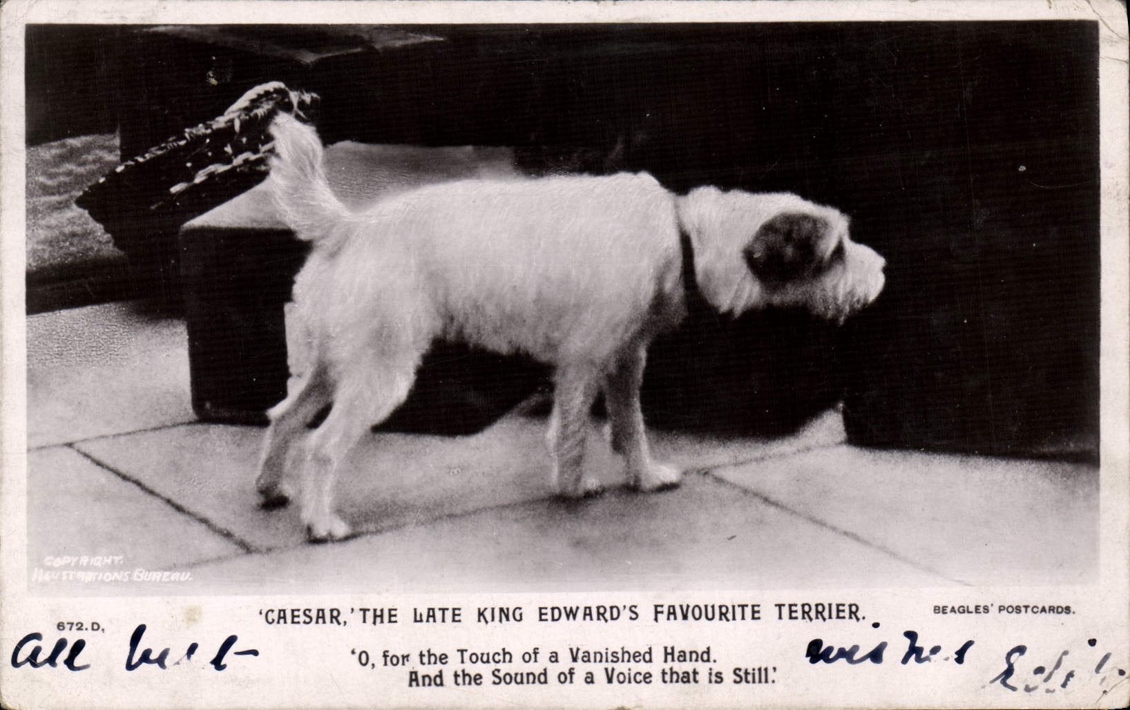Vintage Postcard Dog Dogs Caesar The late king Edward' S favorite Terrier