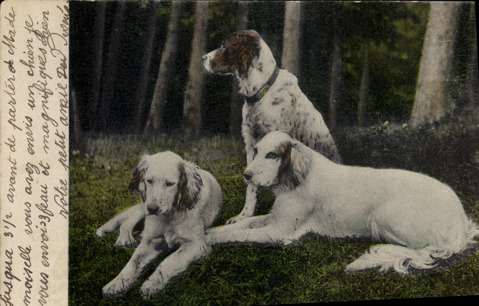 CPA Chien Chiens 