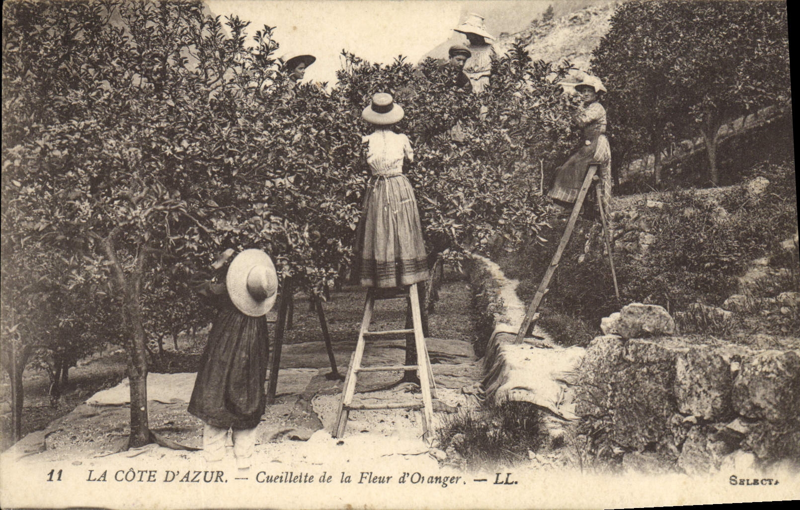 Vintage Postcard Dimensions Azure Gathering of the flower of orange tree