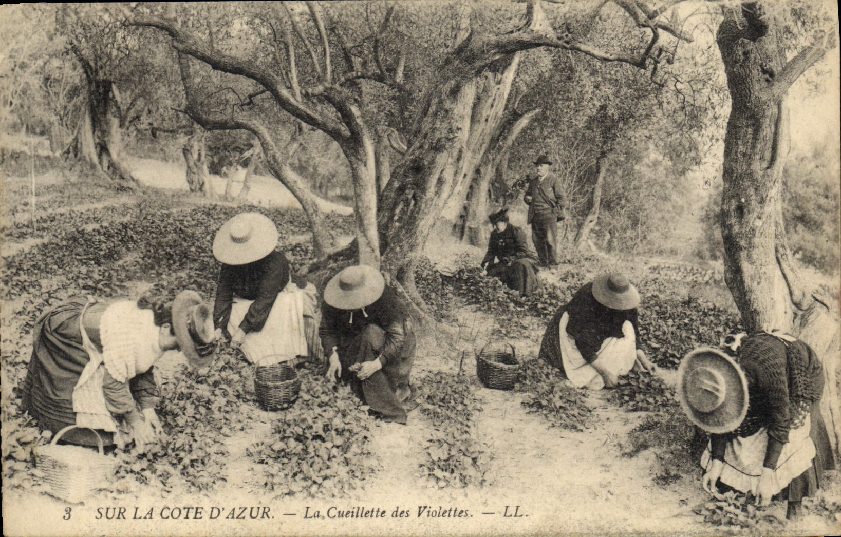 Vintage Postcard Dimensions Azure Gathering of the violets