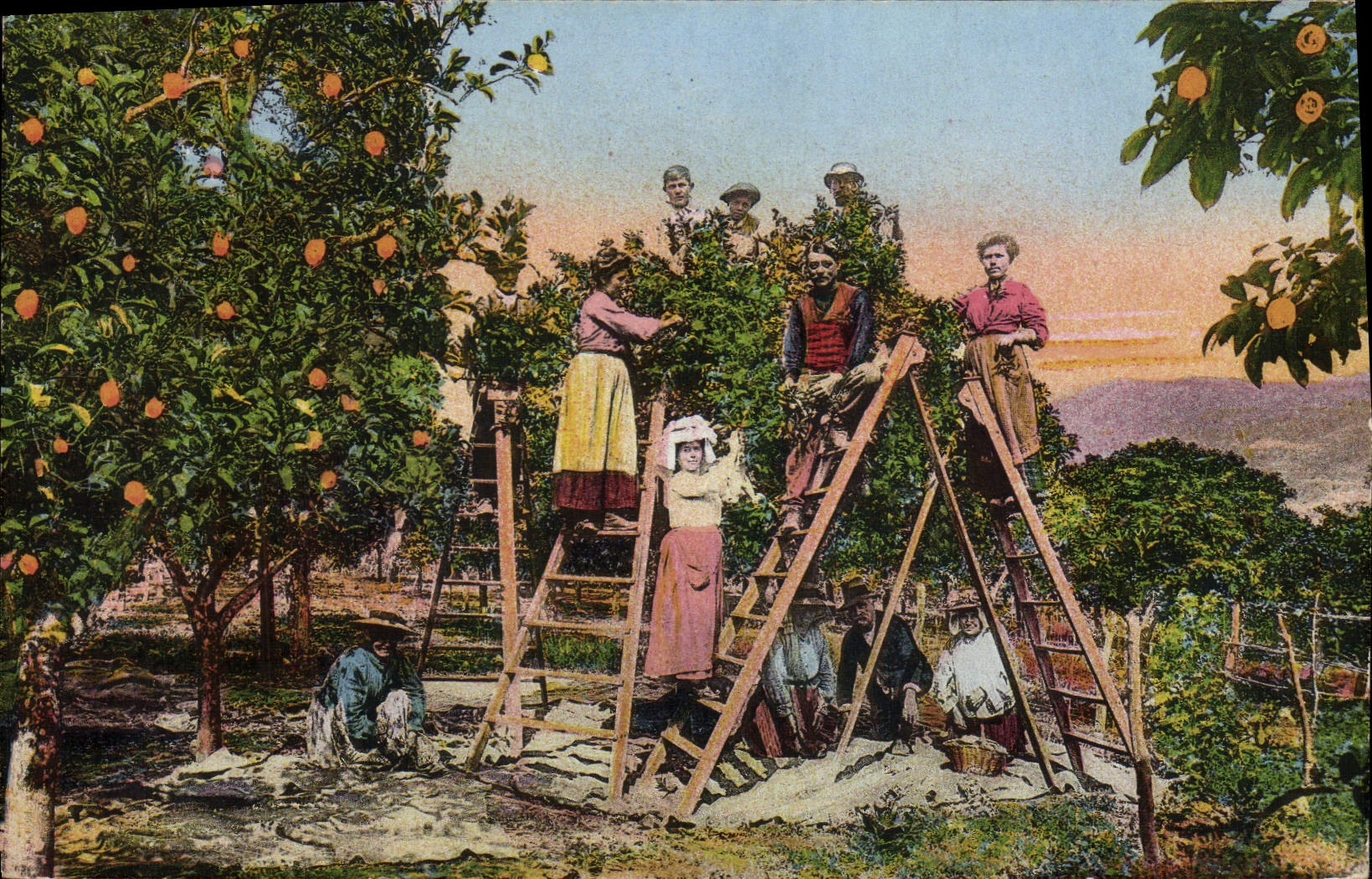 CPA Cueillette Fleurs d'oranger Cote d'Azur 
