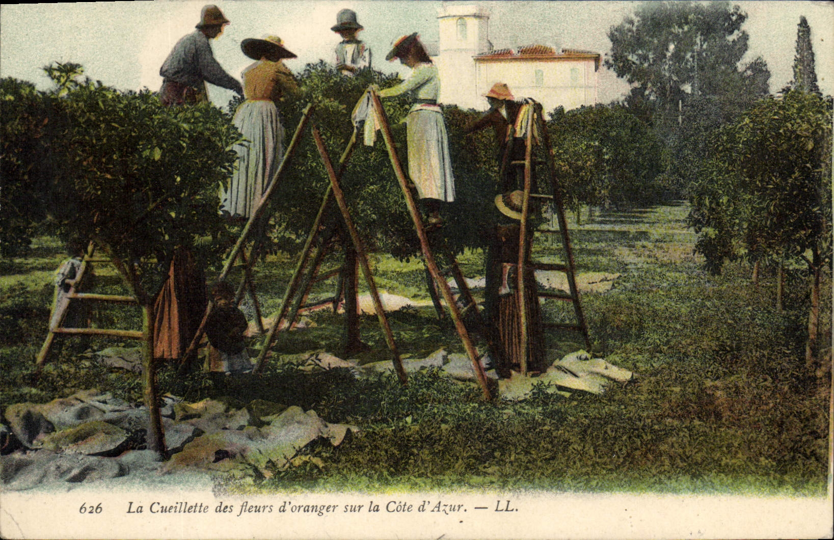 CPA Cueillette des fleurs d'orangers Cote d'Azur 