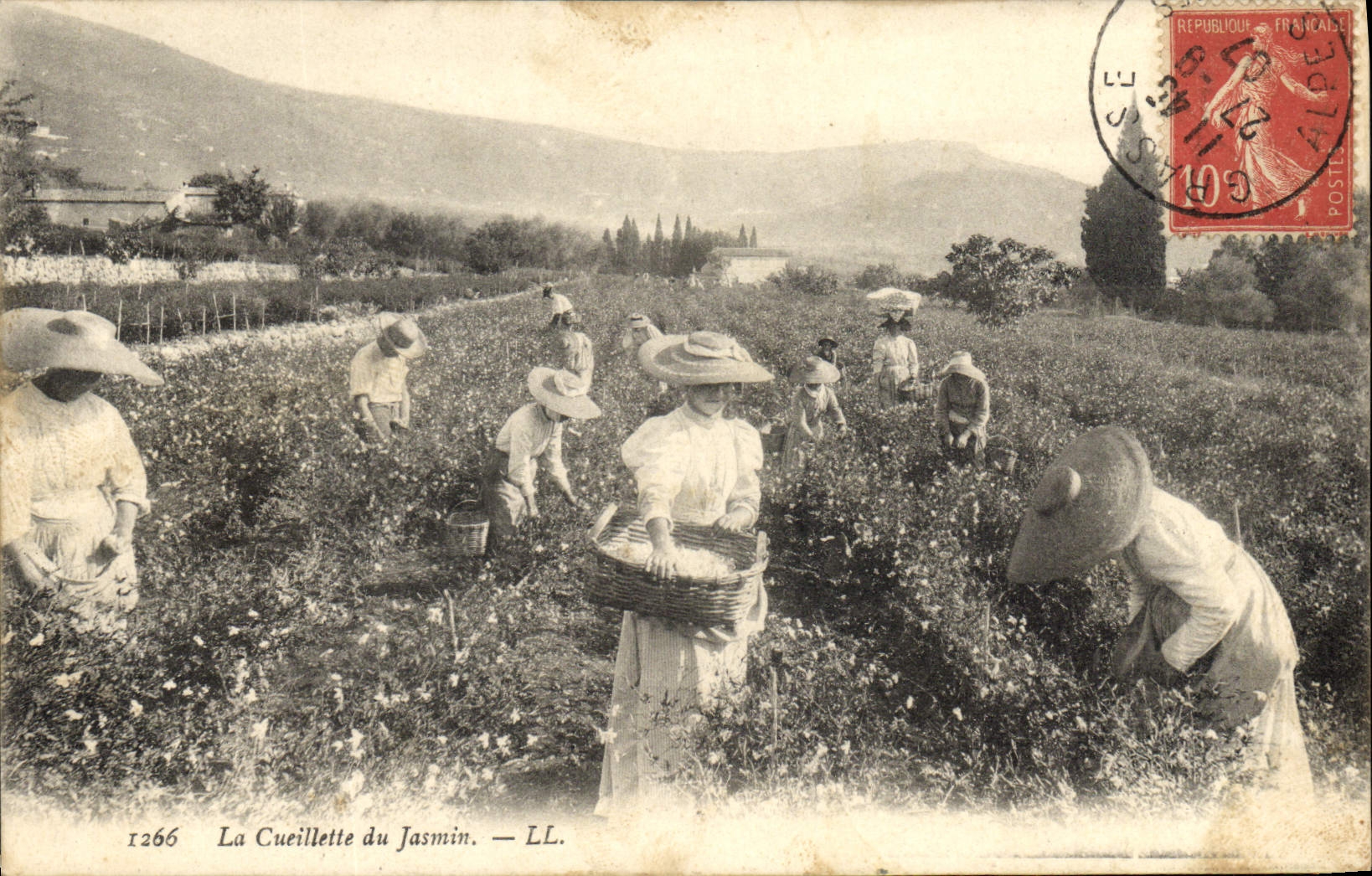 CPA Cueillette des Jasmins 