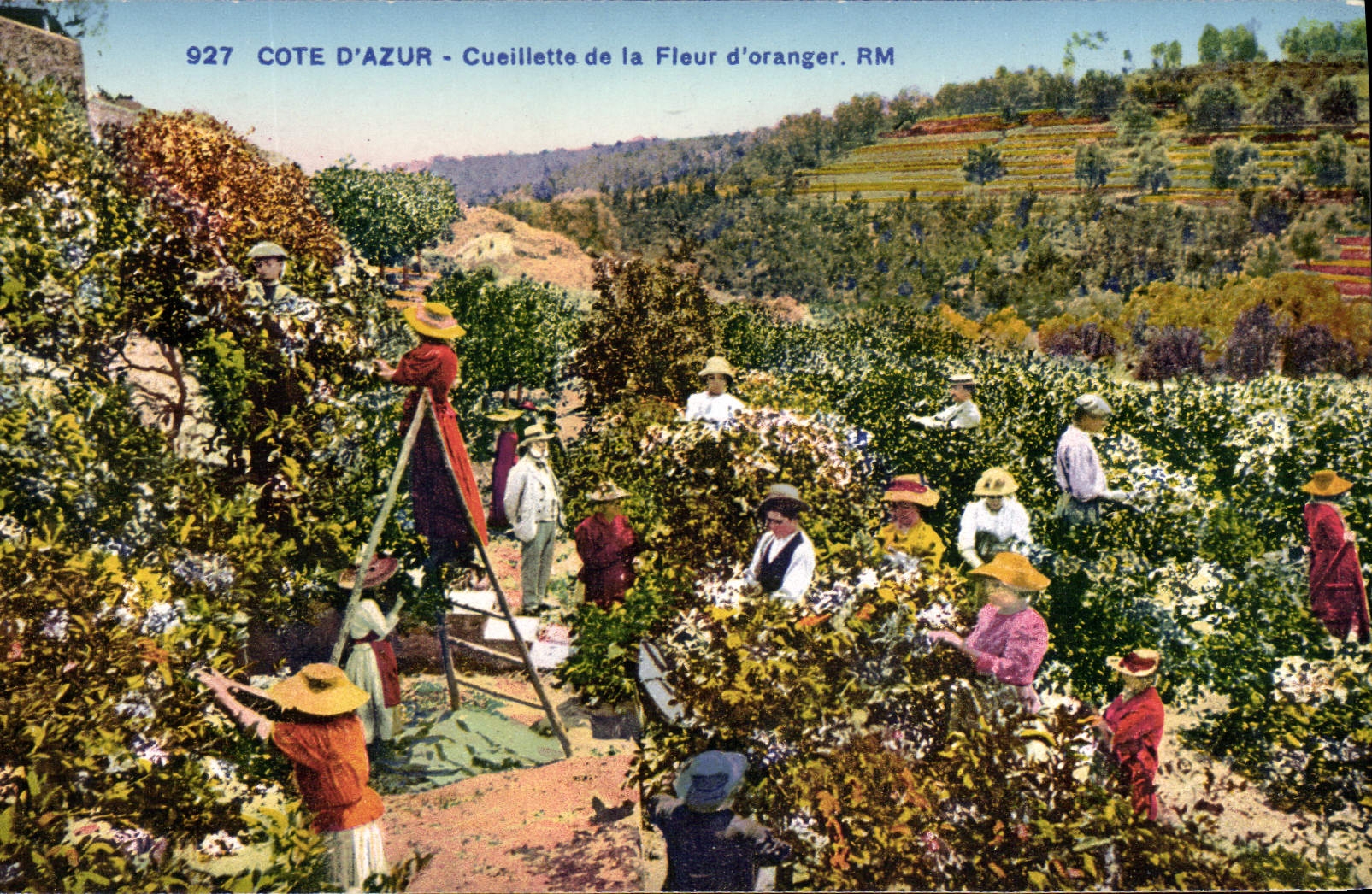 CPA Cote d'Azur Cueillette de la fleur d'oranger 