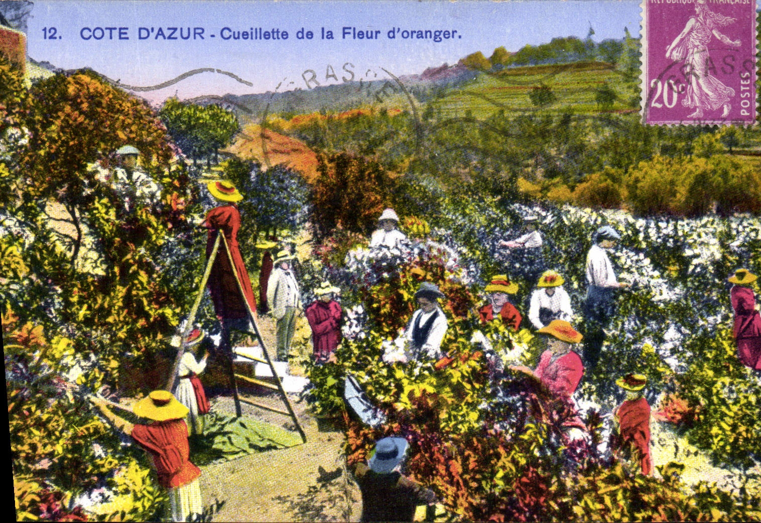 CPA Cote d'Azur Cueillette de la fleur d'oranger 