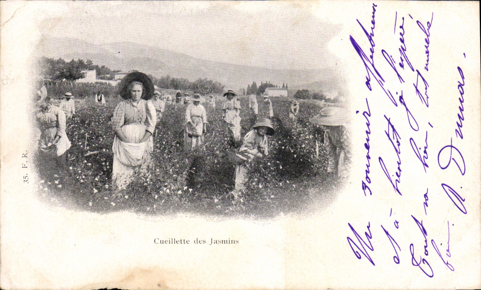 CPA Cueillette des Jasmins 