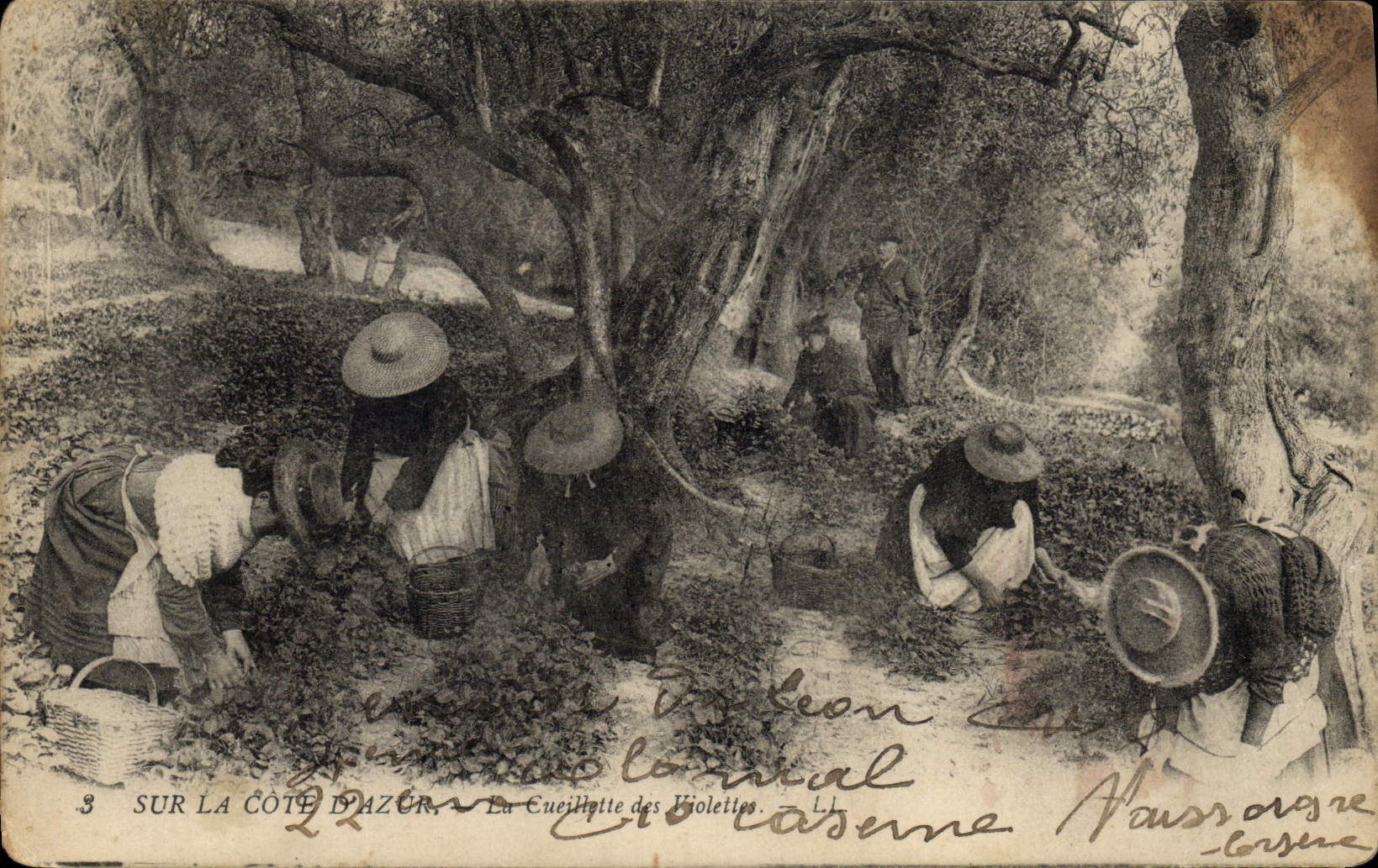 Vintage Postcard Dimensions Azure the gathering of the violets